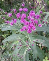 Image result for Vernonia jelfiae