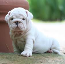 Bb dd nn ayat, bb dd kbrn ayat, bb dd nn ayay, bb dd kbrn to help people better understand bulldog coat color here are some examples of them!color of coat — the color of coat should be uniform, pure of. Rare Color Dna Explained Little House Bullies