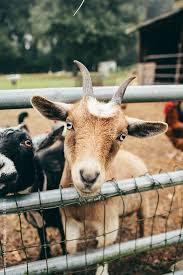 A Goat Sticking It S Head Through A Fence Friendly A Goat Sticking It S Head Through A Fence Friendly Animalwallpape In 2020 Goats Cute Goats Barnyard Animals