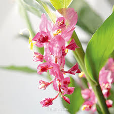 เข้าพรรษา Globba