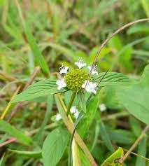 Image result for Spermacoce deserti