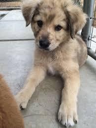 Riityeyayeѕt Iiiannaiii Dppd Iiiannaiii Dppd Riityeyayeѕt Tiere Hund Hundebabys Hunde