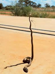 Why does a snake possess the capability to kill hundreds of thousands of mice with each bite? Not So Incy Wincy Spider Kills Snake In Outback Duel Oceania Gulf News