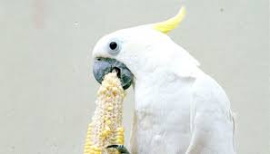 Habitat burung yang satu ini biasa ditemukan di hutan hujan tropis. Kakaktua Secerdas Anak Balita Tekno Tempo Co