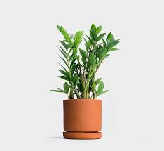 Kamu bisa dengerin presentasi dan konsultasi langsung dengan para ahli. Zz Plant Pokok Duit Duit Home Furniture Gardening On Carousell