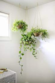 Indoor Plants The Rug Seller S Handy Interior Plant Guide Diy Hanging Planter Diy Planters Plants