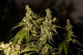 120 (sq ft) x 1.45 = 174 (plants) note: Fimming Cannabis Better Harvest Bushy Plants Amsterdam Genetics