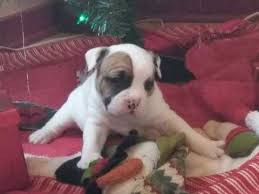 Below is a sample search of our cockapoo breeders with puppies for sale. Olde English Bulldogge Puppy For Sale In Rochester Ny Adn 61541 On Puppyfinder Com Gender Male Age 8 Weeks Puppies For Sale Olde English Bulldogge Puppies