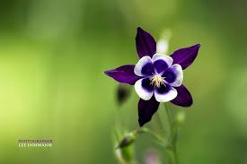We did not find results for: Most Beautiful Flowers In The World Home Facebook