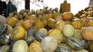 Ada 20 gudang lagu proses menanam tembikai penyediaan tapak terbaru, klik salah satu untuk download lagu mudah dan cepat. Varieti Tembikai Foto Dan Nama 37 Spesies Terbaik Keterangan Dan Ciri Mengapa Berwarna Merah Jambu Di Dalamnya