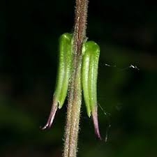 Image result for Lophacme parva