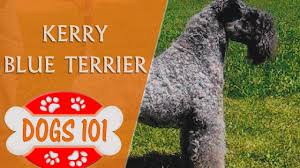 3.5 months old akc registered, pure bred…. Dogs 101 Kerry Blue Terrier Top Dog Facts About The Kerry Blue Terrier Youtube