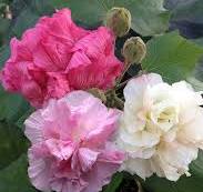 Buy Confederate Rose Hibiscus | FREE SHIPPING | Wilson ...