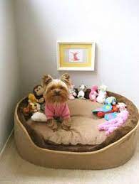 eski esyalari degerlendirme kopek kosesi dekorasyonu 19 yorkie yorkie dogs yorkie puppy