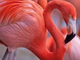 (live) look where i am! Caribbean Flamingo Zoo