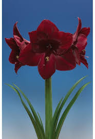 Pin On Plants Bulbs And Flowers