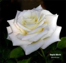 Angela Merici Hybrid Tea Roses Tea Roses Rose
