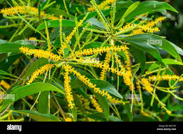 Image result for Acacia auriculiformis