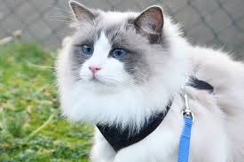 Warna mata yang indah dengan dua jenis warna yakni. Mengenal Ragdoll Ras Kucing Cantik Fluffy Bermata Biru