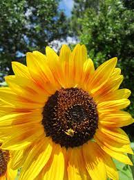 Theres A Little Bee On There Flower Beauty Planting Flowers Sunflower