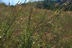 Image result for Andropogon chinensis