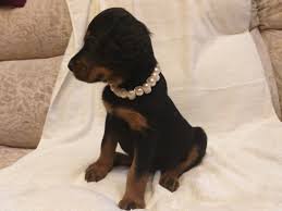 Many breeds of puppies for sale in ireland , some are sold cheap. Gordon Setter For Sale In The City Of St Petersburg Russian Federation Price 414 Announcement 5756