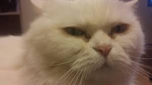 Kedi Bakisi Uludag Sozluk