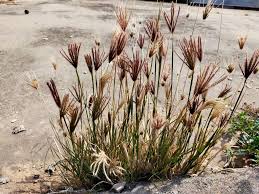 Image result for Chloris