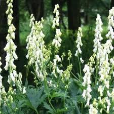 Buy Veronica 'Shirley Blue' (Speedwell) in the UK