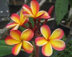 Pin On Plumeria