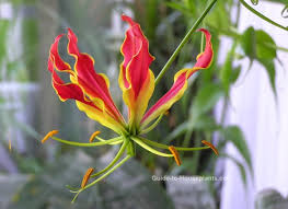 Image result for Gloriosa superba