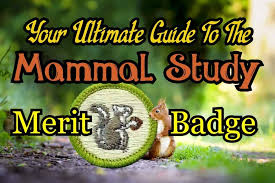 Seek medical care if needed. The Mammal Study Merit Badge Your Ultimate Guide In 2021