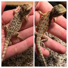We did not find results for: Fancy Bearded Dragon For Sale Live Pet Reptiles Petsmart