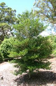 Image result for Psydrax fragrantissima