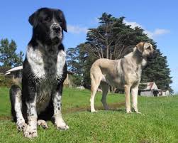 We have boys and girlsalways on sale. Takas Anatolian Shepherd Dogs Volkodav Central Asia Shepherd Dogs Kangal Dog Anatolian Shepherd Dog Dogs