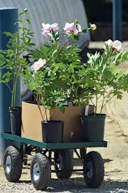 Our store also offers grooming, training, adoptions, veterinary and curbside pickup. Southern Peony 2018 Questions Where To Buy Peonies Locally In Nc Or Sc