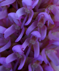 Image result for Disa fragrans