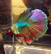Individual betta (fighting fish) lots will be posted in this section for purchase to enable quick & easy selection of your dream fish. Male Dumbo Ear Halfmoon C C Payne Betta Fish Tank Betta Fish Beautiful Fish