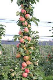 It is considered the best summer variety. Fruit Tree Young Plants The Young Plant Innovation At Lubera Edibles