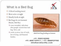Pin On Pest Control Services In Nagpur