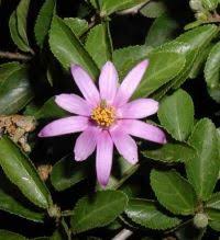 Image result for Grewia inaequilatera