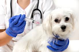 Are there any difference between mbbs syllabus in indian and russia. Free Vaccines For Life Zutilla Pet Clinic