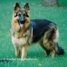 Two german shepherd puppies for sale, one male $1500; Puppyfind King Shepherd Puppies For Sale