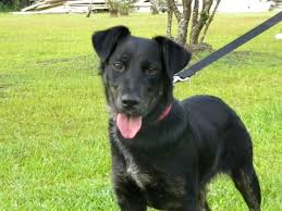 Black Labrador Retriever German Shepherd Mix Black Labrador Retriever Labrador Mix Black Labrador