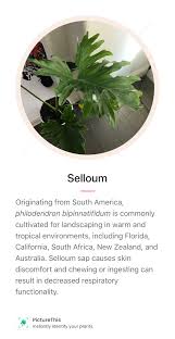 Identification of flowers, leaves, and trees can be useful, educational and even entertaining. Pin On House Plants