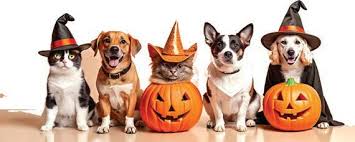 Falls Church News-Press 10-24-2024 by Falls Church News-Press