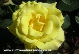 Fresh direct from growers · sunday delivery available Sweet Remembrance Rose Hybrid Tea Potted And Bare Root Roses Available To Buy Online From British Roses