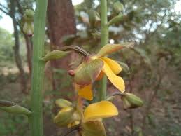 Image result for Eulophia streptopetala