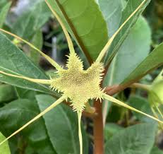 Image result for Dorstenia cuspidata