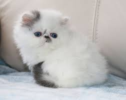 Bird Safe Cat Collar Canada Alfenloch Eyez Spectacular Be Silver Tabby White Male Persian Kitten Persian Kittens Cute Cats And Dogs White Persian Kittens
